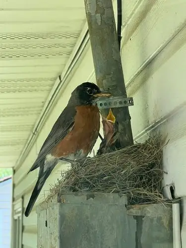 Feeding frenzy for these adorable robin chicks!